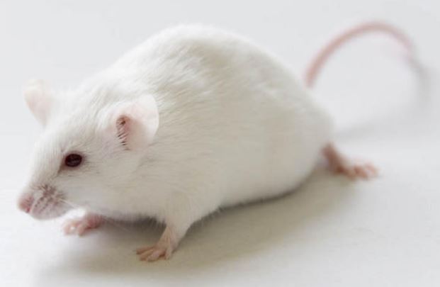 une souris
