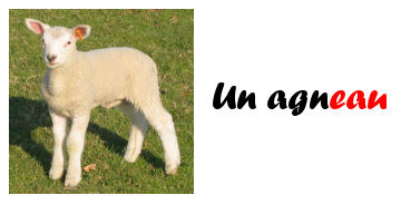 un agneau